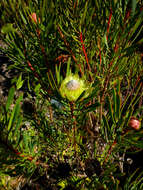 Plancia ëd Protea scolymocephala (L.) Reich.