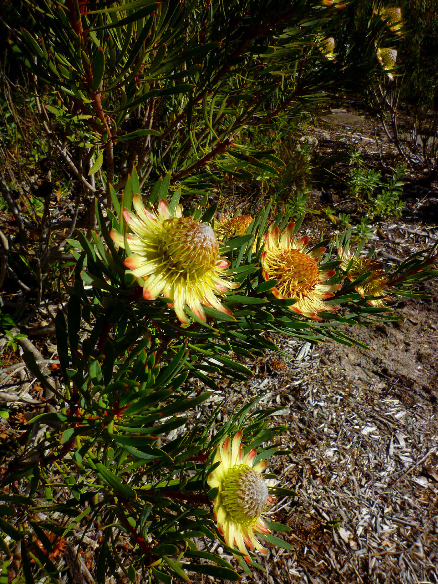 Plancia ëd Protea scolymocephala (L.) Reich.