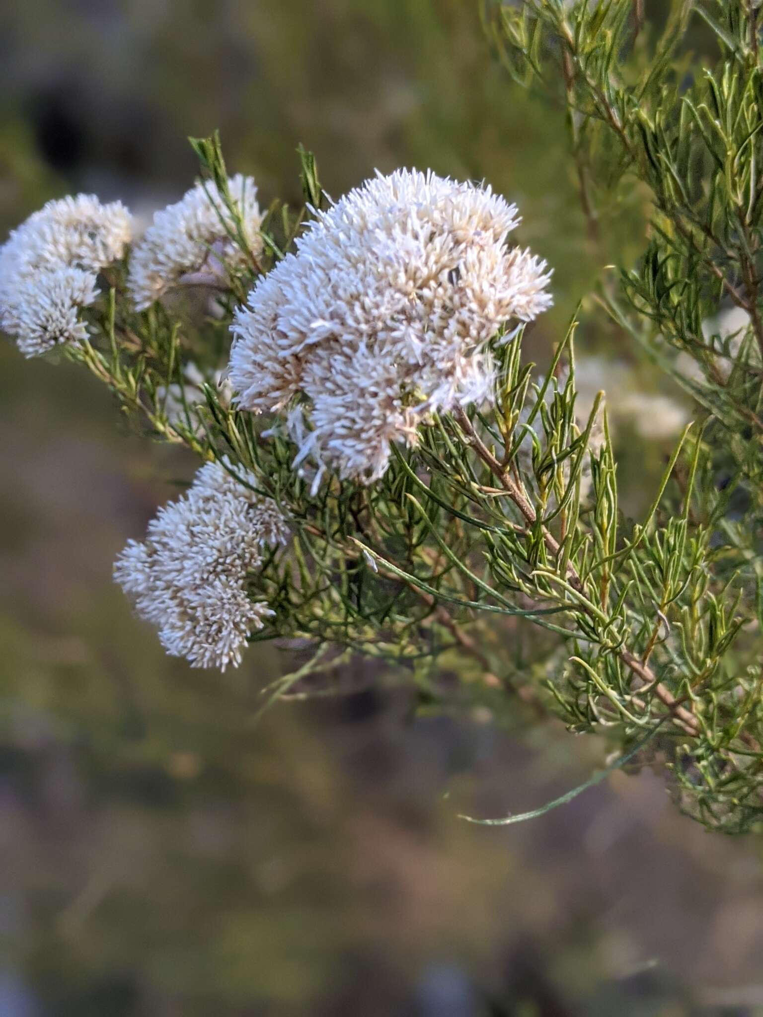 Image of <i>Cassinia complanata</i>