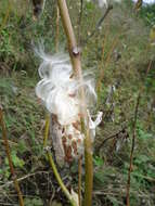 Image of common milkweed