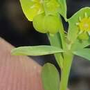 Euphorbia austrotexana var. austrotexana resmi