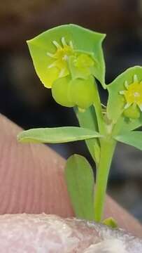 Image of Euphorbia austrotexana Mayfield