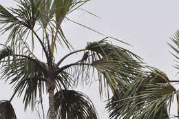 Image of Giant Cowbird