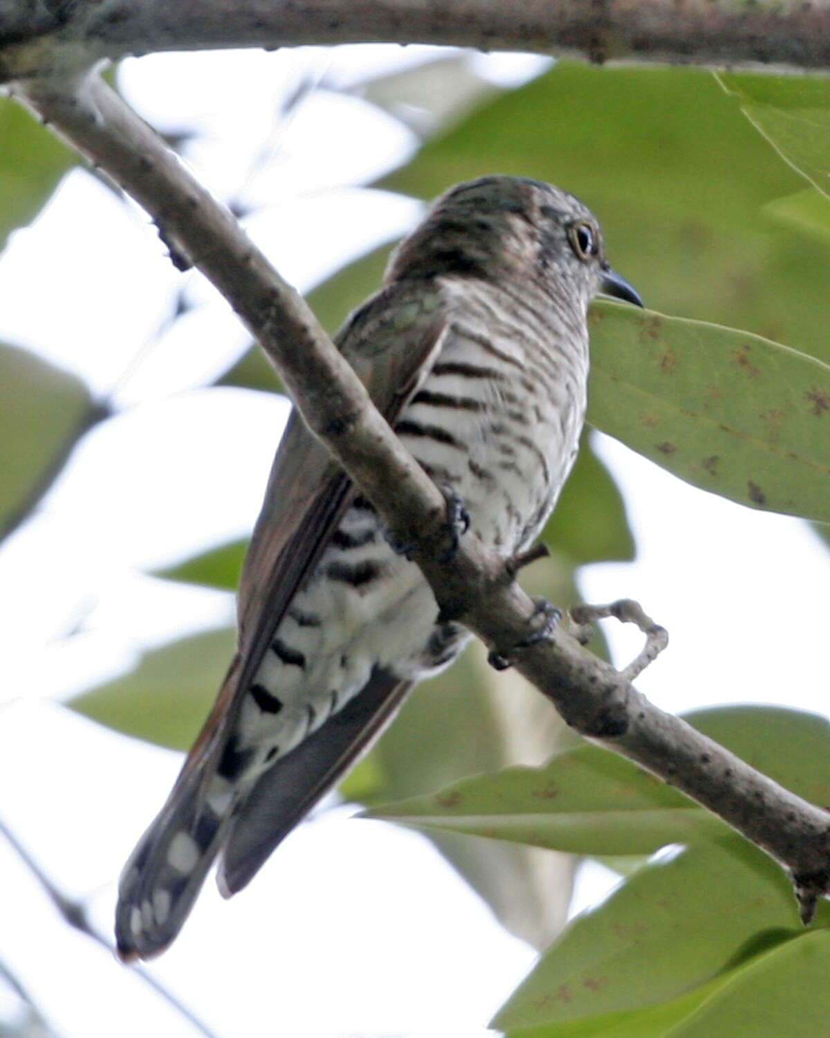 Image of Little Bronze Cuckoo