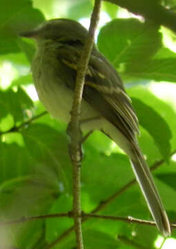 Image of Phaeomyias Berlepsch 1902