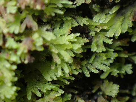 Image of Riccardia multifida (L.) Gray