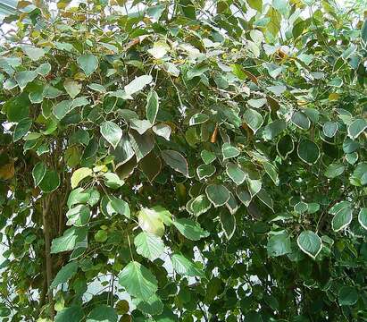 Image de Acalypha wilkesiana Müll. Arg.