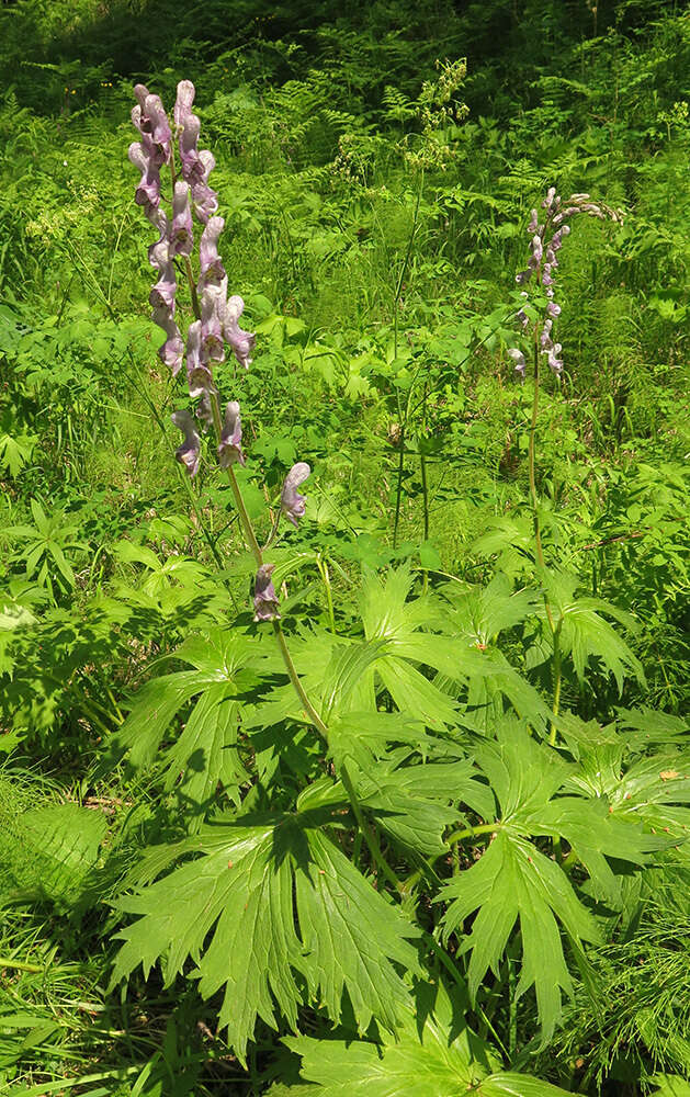 Aconitum septentrionale Koelle resmi