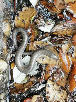 Image of Western Three-toed Skink