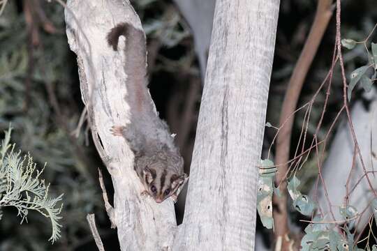 Image of Sugar Glider