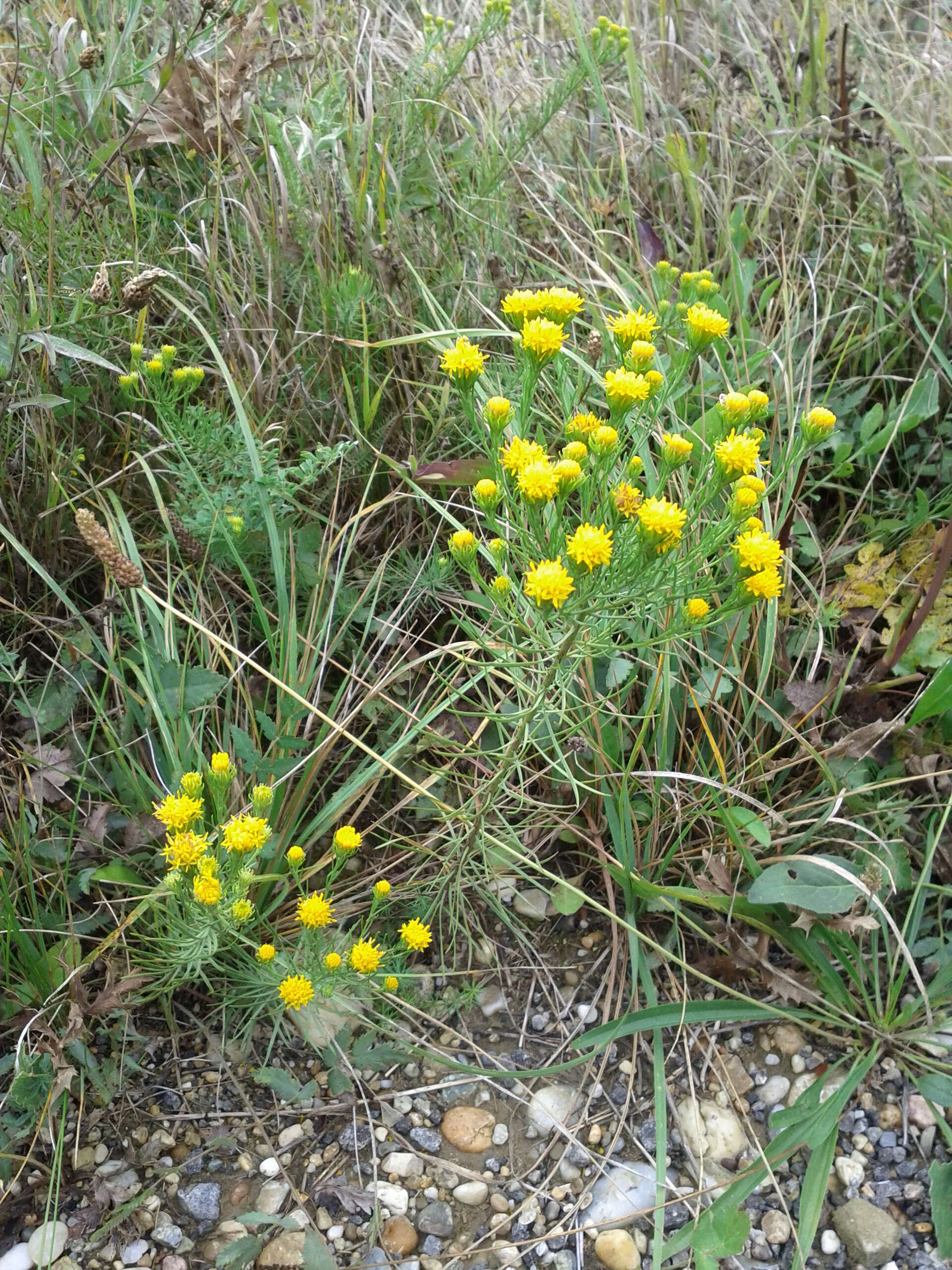 صورة Galatella linosyris (L.) Rchb. fil.