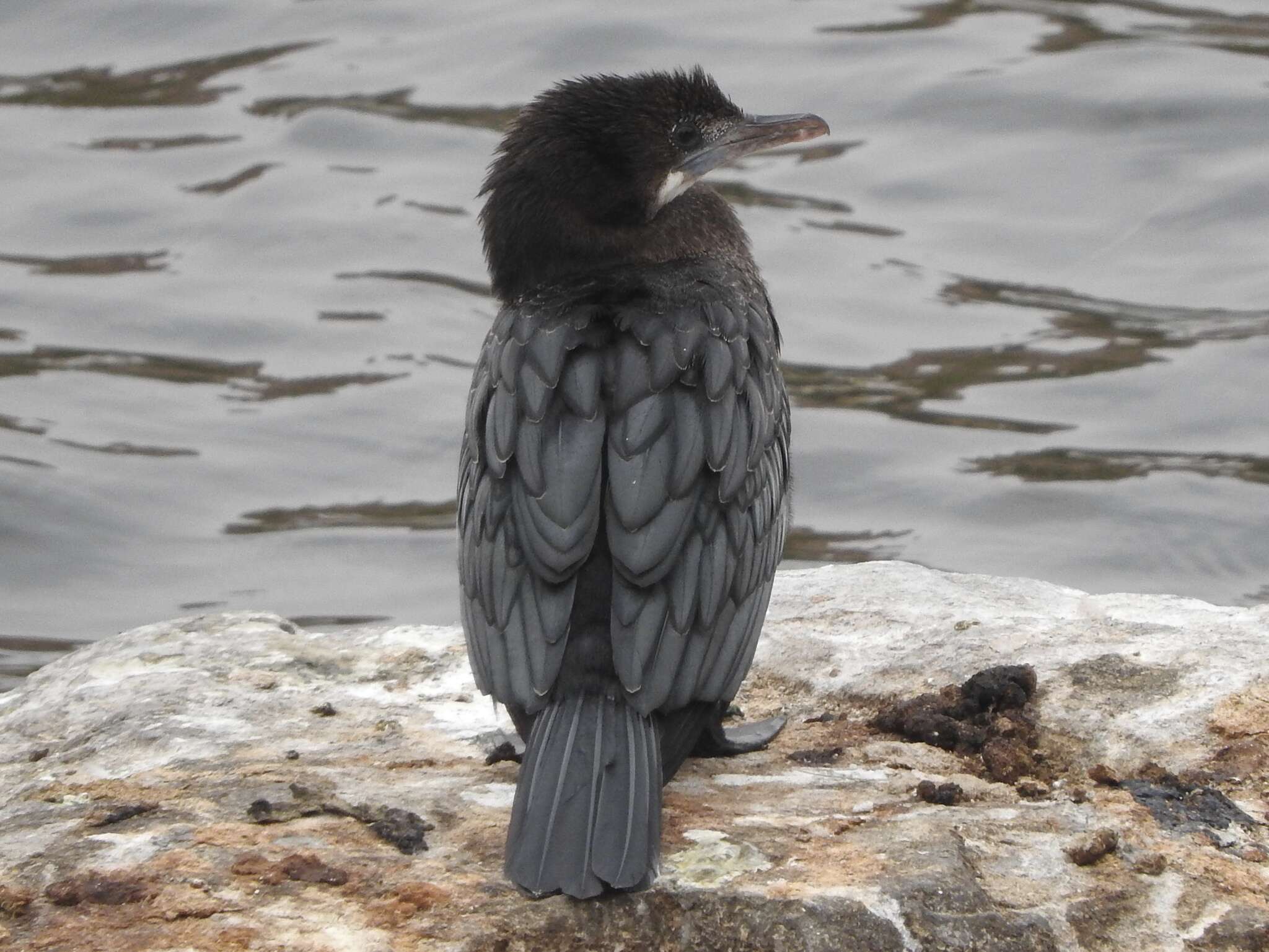 Image of Little Cormorant