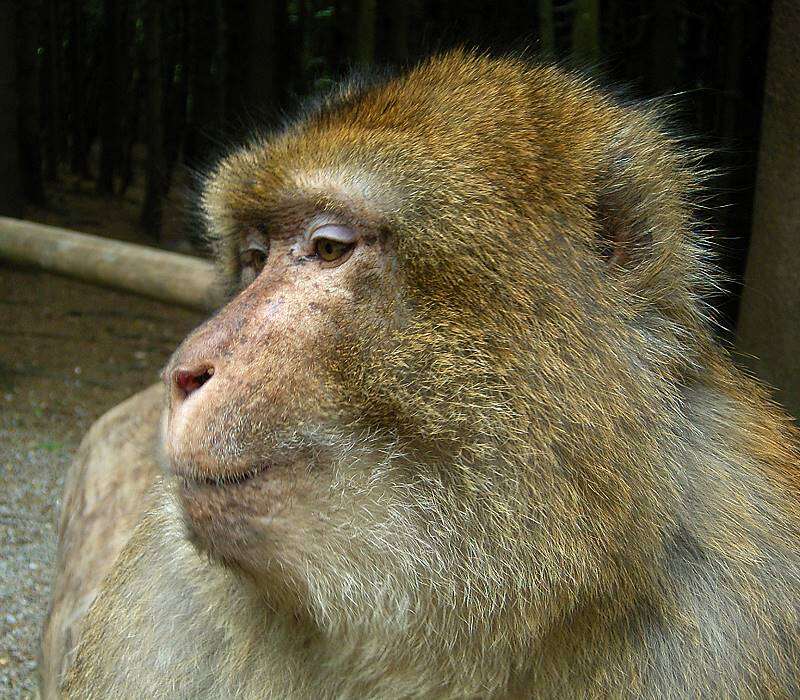 Image of Barbary Ape