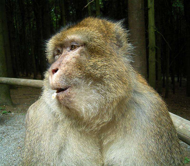 Image of Barbary Ape