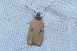 Image of Agonopterix subpropinquella Stainton 1849