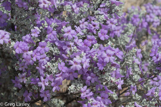 Image de Leucophyllum candidum I. M. Johnston