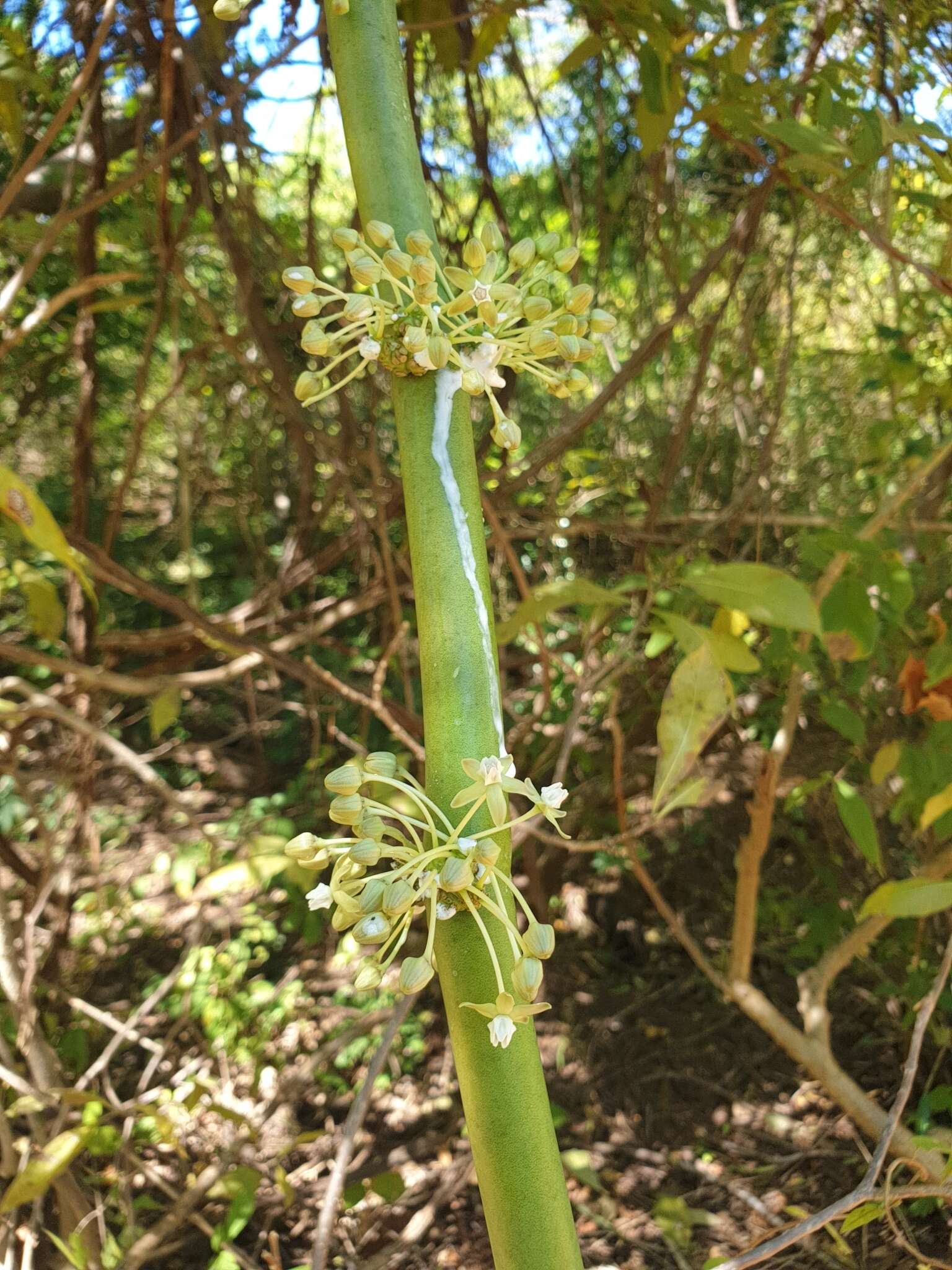 Image of Cynanchum floriferum Liede & Meve