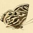 Imagem de Anthene lysicles (Hewitson 1874)