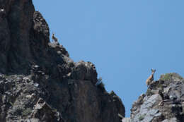 Image of Asiatic Ibex