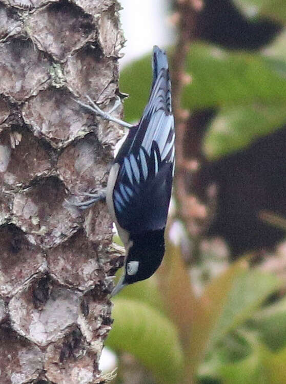 صورة الطائر الأزرق