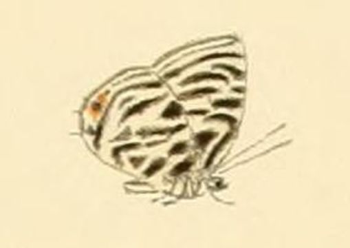 Image of <i>Triclema lamias</i> (Hewitson 1878)