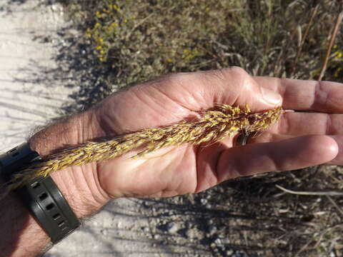 صورة Sorghastrum nutans (L.) Nash