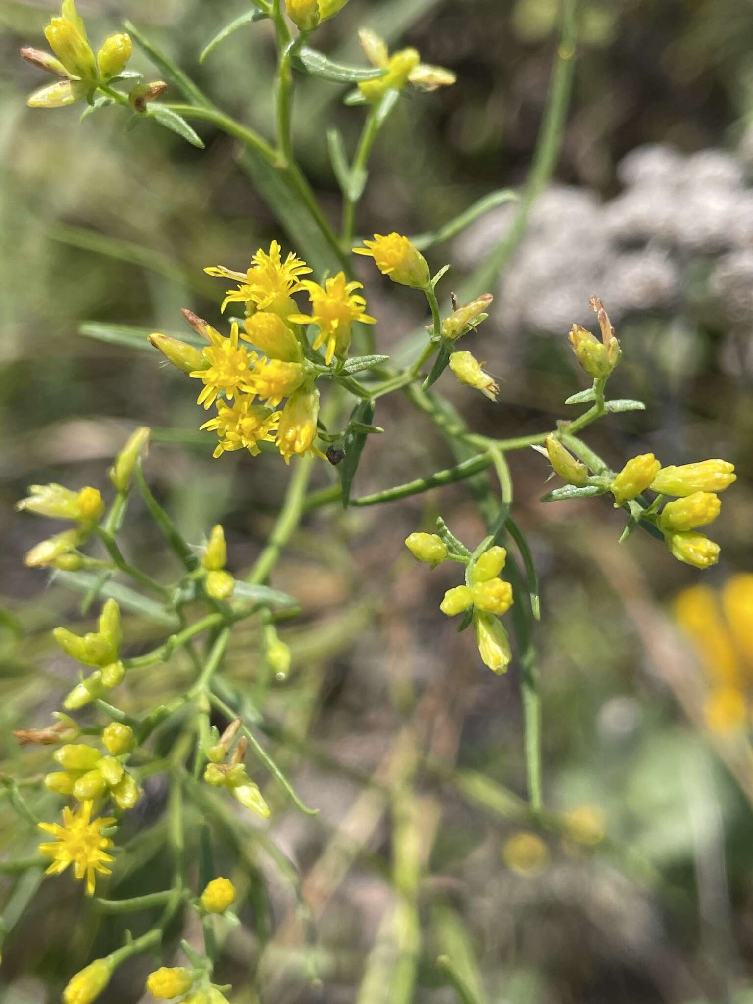 Plancia ëd Euthamia gymnospermoides Greene