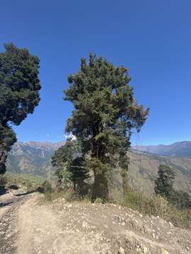 Image of Himalayan Hemlock