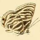 Image of Anthene lychnides (Hewitson 1878)