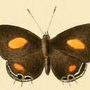 Image of Anthene lachares (Hewitson (1878))