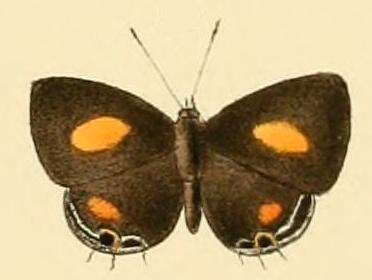 Image of Anthene lachares (Hewitson (1878))