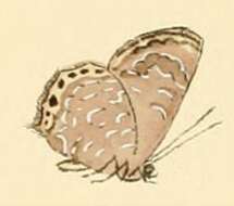 Image of Anthene philo (Hopffer 1874)