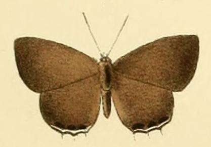 Image of Anthene philo (Hopffer 1874)