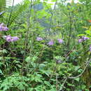 Image of Aquilegia ecalcarata Maxim.