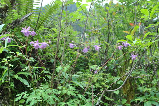 Image of Aquilegia ecalcarata Maxim.