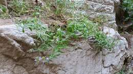 Image of Blue Lobelia