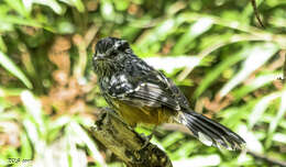 Image of Ochre-rumped Antbird