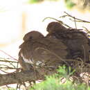 Image of West Peruvian Dove