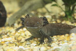 Imagem de Ambystoma mexicanum (Shaw & Nodder 1798)