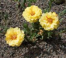 Image of Moss-rose Purslane