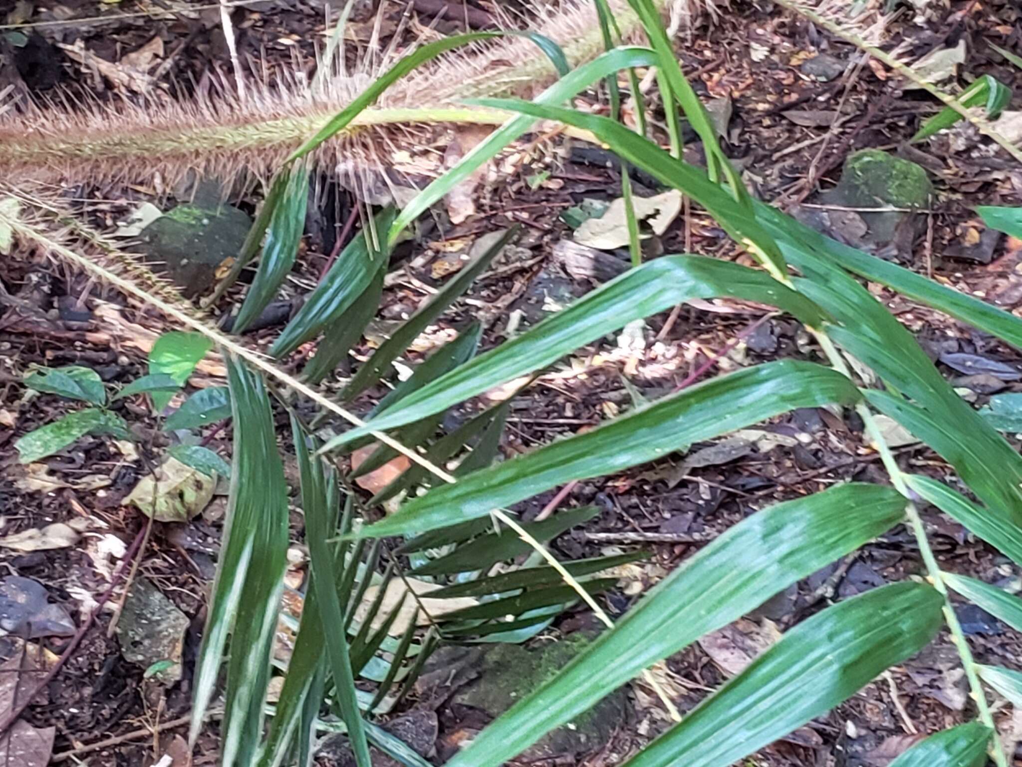 Image of Hairy Mary