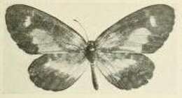 Image de Telipna citrimaculata Schultze 1916