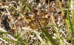 Image of Calico Pennant