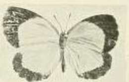 Imagem de Citrinophila terias Joicey & Talbot 1921