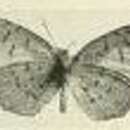 Image of Eresina toroensis Joicey & Talbot 1921