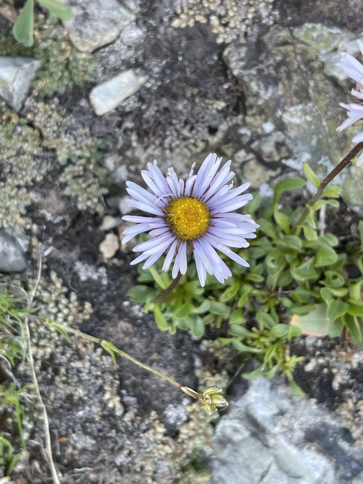 Image of rockslide yellow fleabane