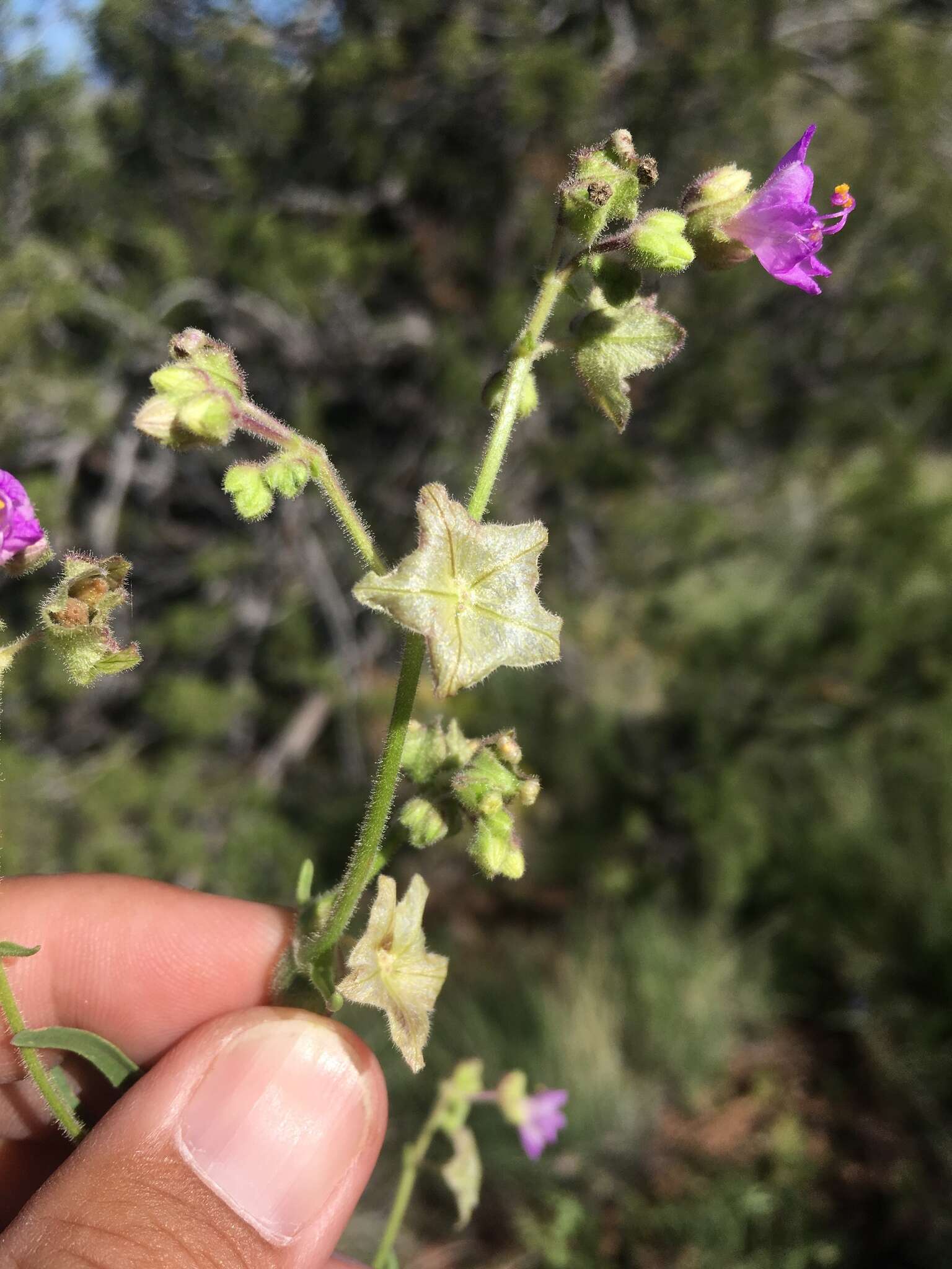 Mirabilis linearis (Pursh) Heimerl resmi