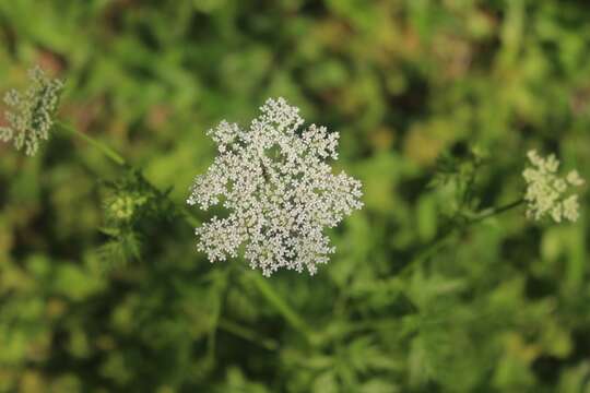 صورة Cnidium monnieri (L.) Cusson