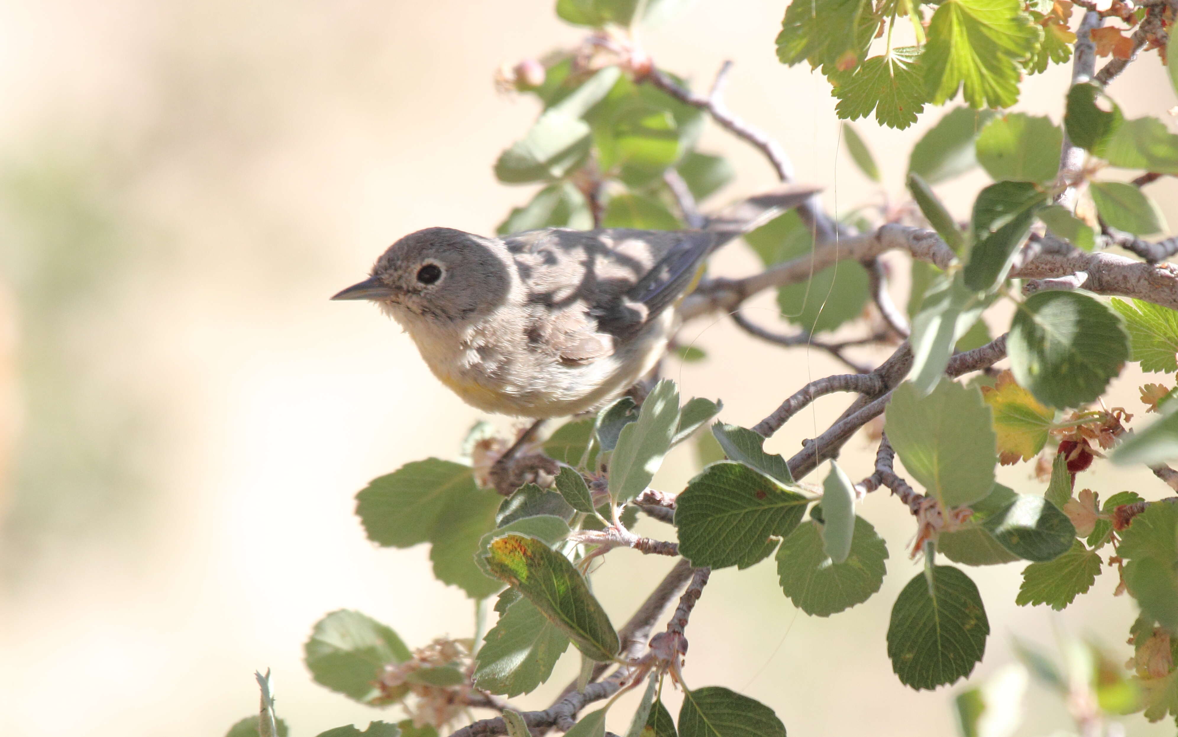 Image of Virginia's Warbler