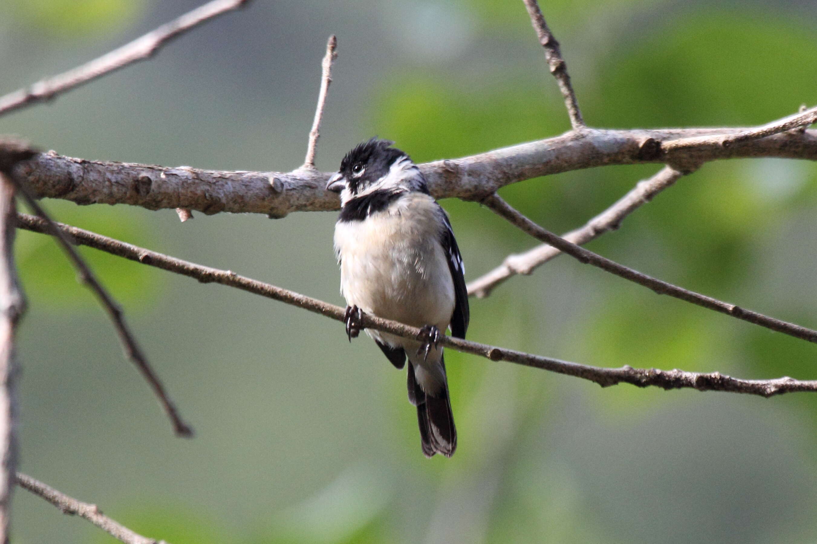 صورة Sporophila torqueola (Bonaparte 1850)